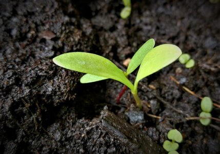 Plant earth engine photo