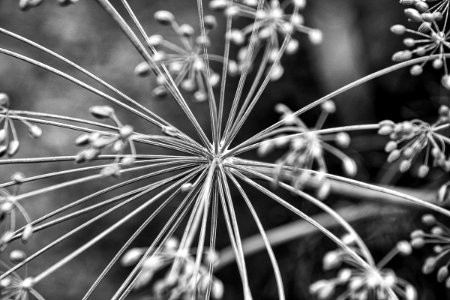 Star Burst (167660261)