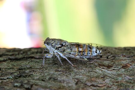 Little closeup grasshopper photo