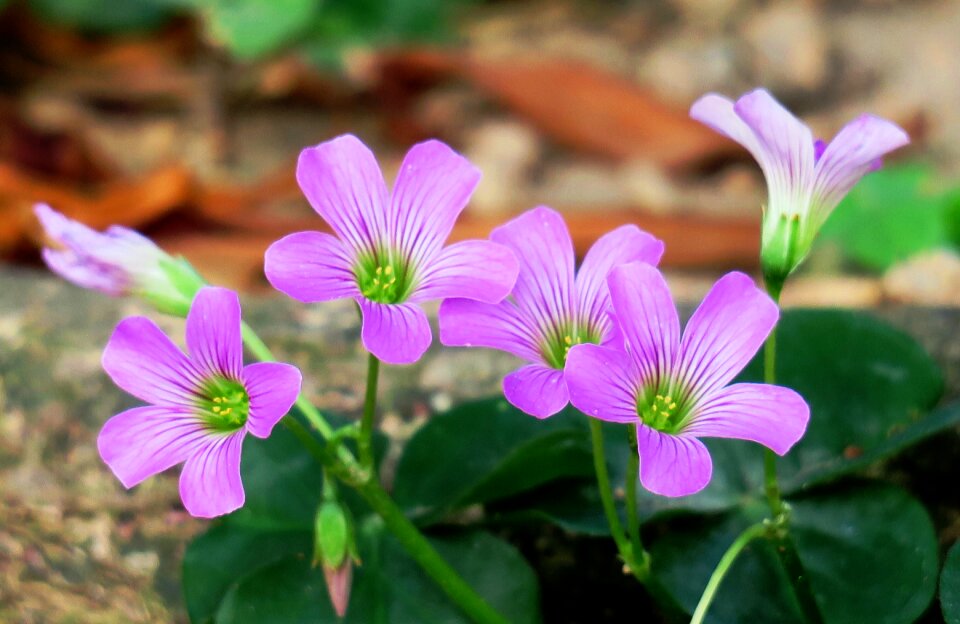 Wild flowers wild nature