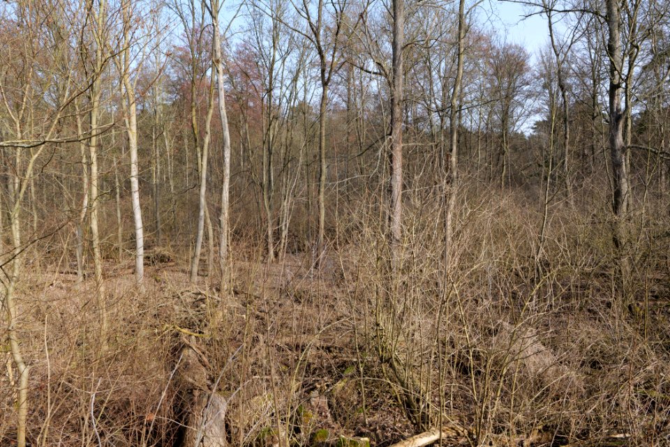Teltowkanal-Aue 2021-02-24 58