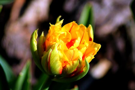 Flower tulip nature