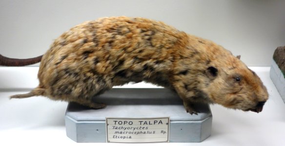 Tachyoryctes macrocephalus - Museo Civico di Storia Naturale Giacomo Doria - Genoa, Italy - DSC02820