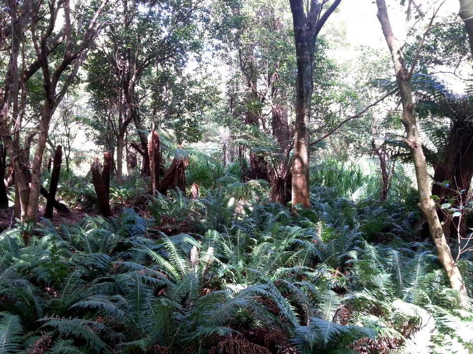 Telegraph Saddle to Sealers Cove Track, Wilsons Promontory National Park 08