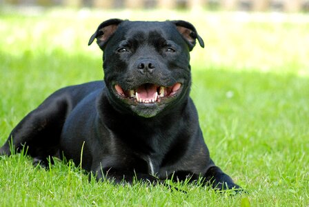 Dog staffordshire-bull-terrier attention