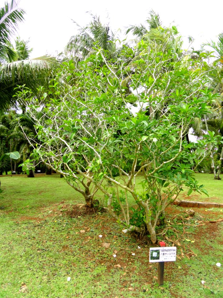 Tabernaemontana - Sankyo Garden - DSC01258