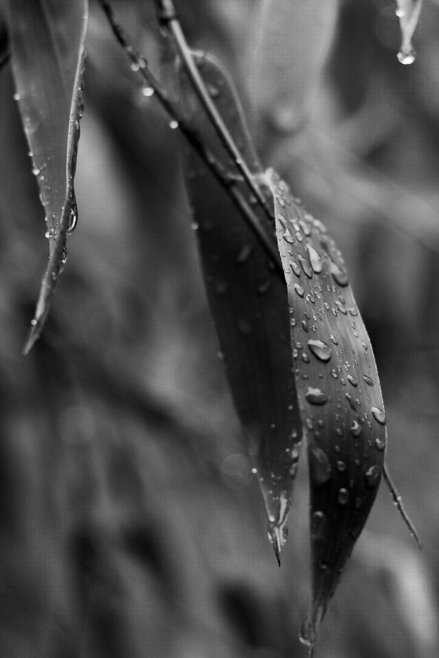 Rain drops black white wet
