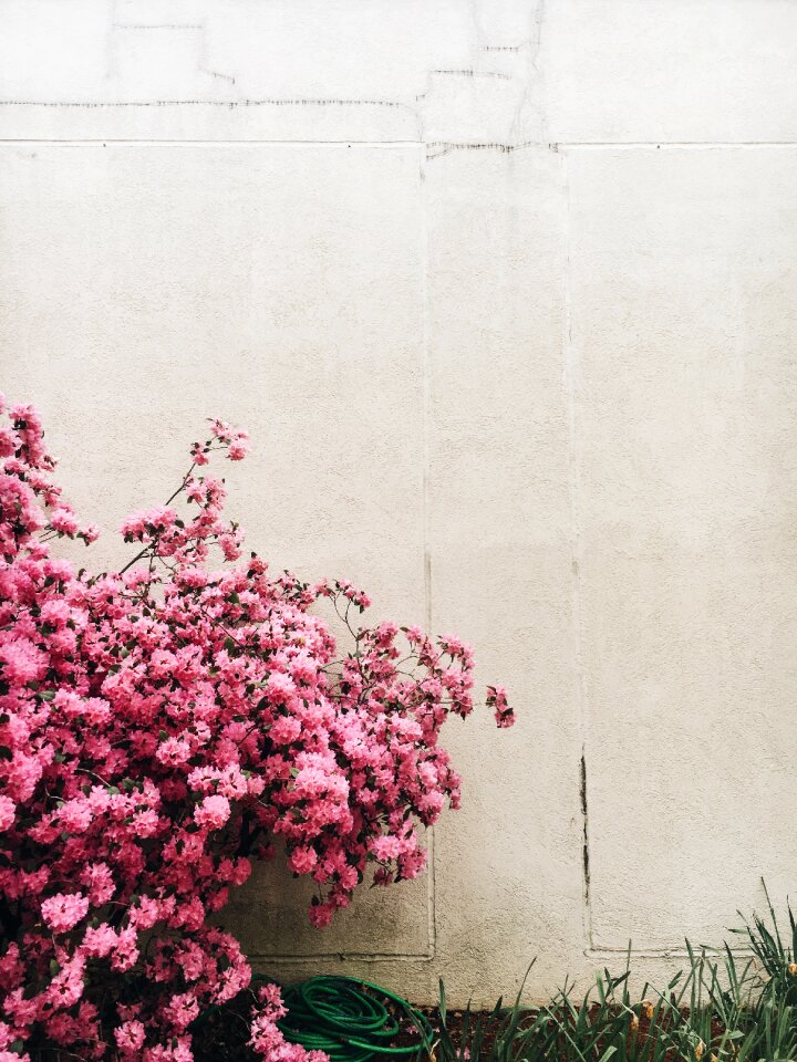 Pink flowers nature