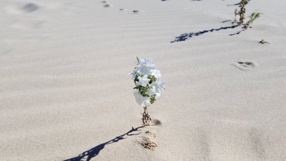 Plant white flower sand