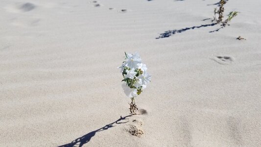 Plant white flower sand