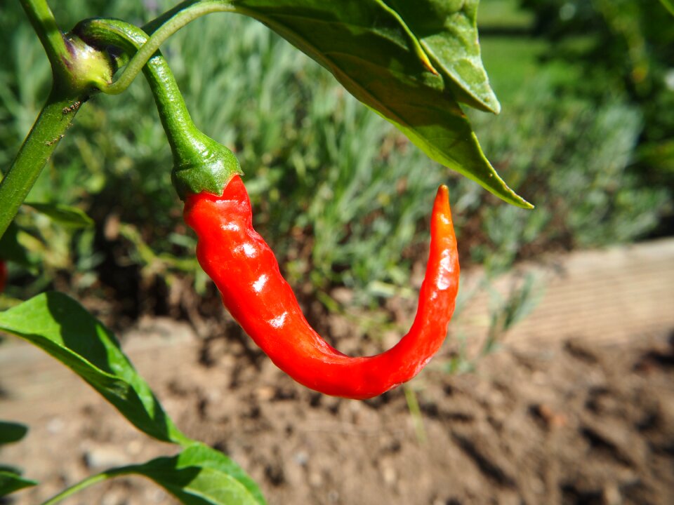 Red spice food photo