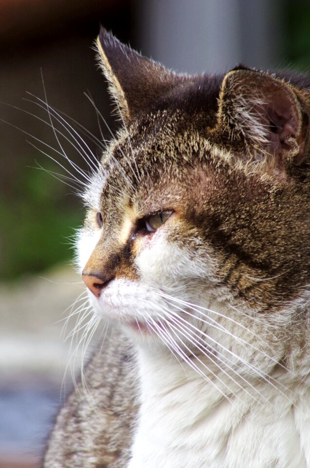 Stray cat stray muzzle cat photo