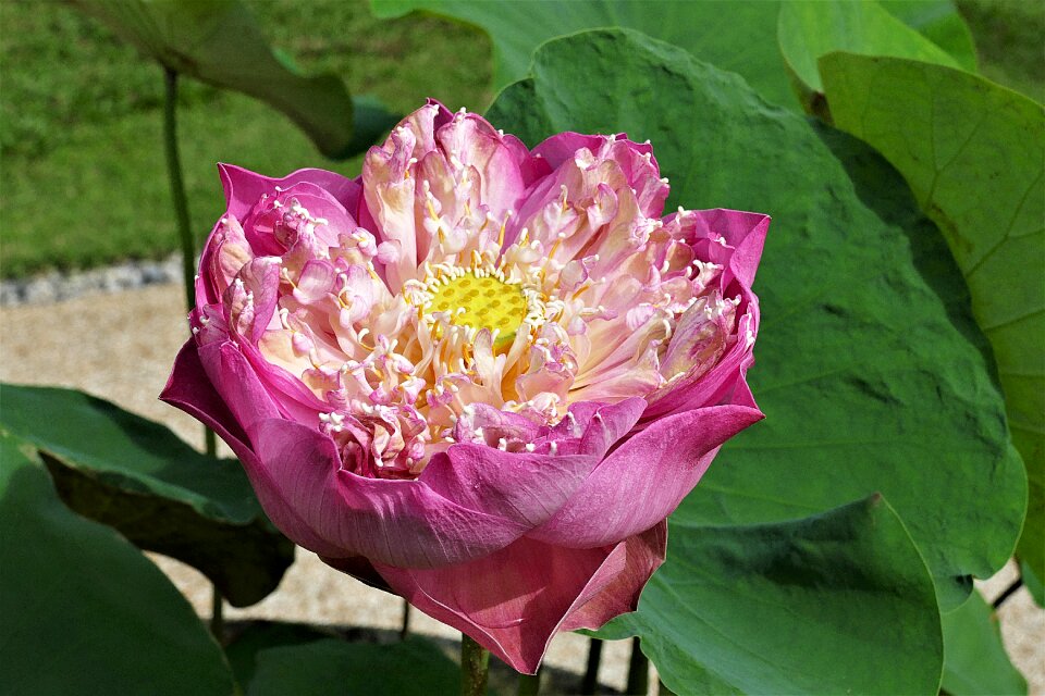 Plant lotus plants lotus flower