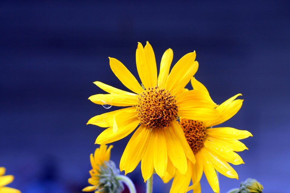 Daisy floral blossom photo