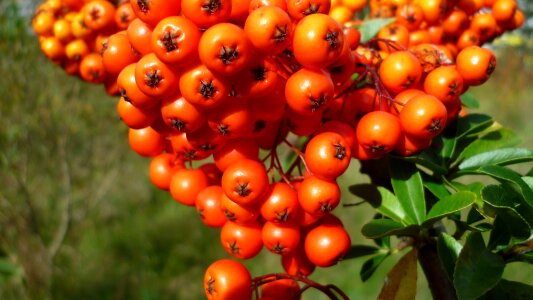 Red orange meadow summer photo