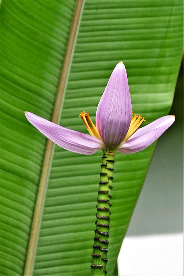 Exotic banana plant tropical
