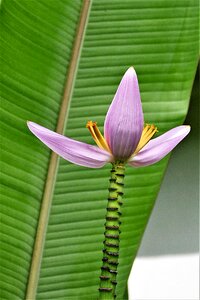 Exotic banana plant tropical photo