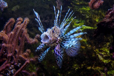 Fauna fish exotic photo