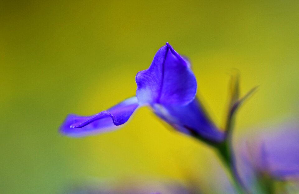 Blue flowers garden blue flower