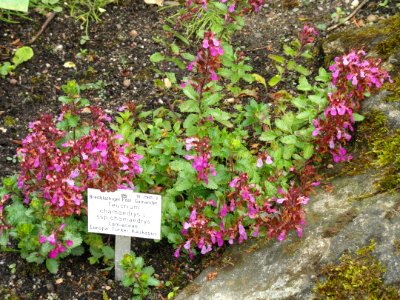 Teucrium chamaedrys subsp. chamaedrys - Palmengarten Frankfurt - DSC02009 photo