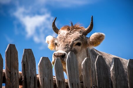 Horn herbivore wood