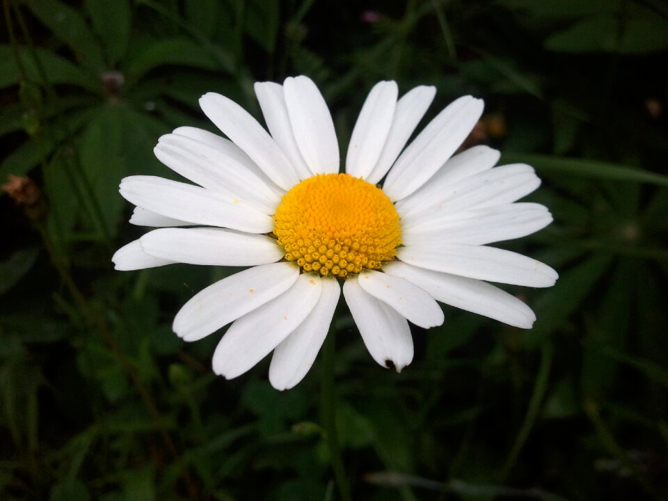 Marguerite nature garden
