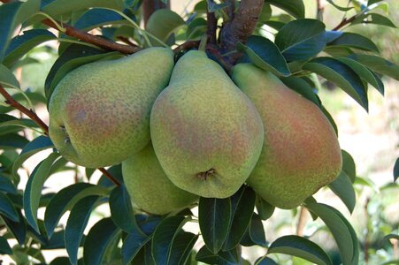 Pears fruits organic fruits photo