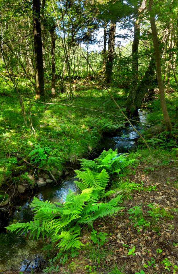Stream crossing west Myrstigen track 1
