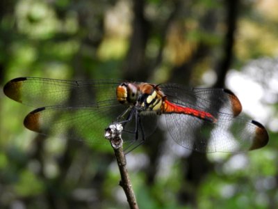Sympetrum risi risi,2017-07-29
