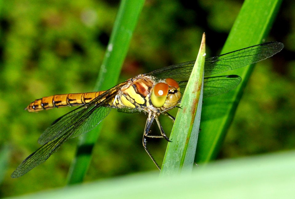 Sympetrum-Goettingen-01