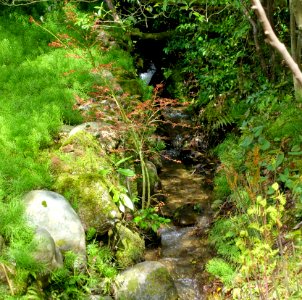 Stream - Kanizawa Shrine - Kanazawa, Japan - DSC09958