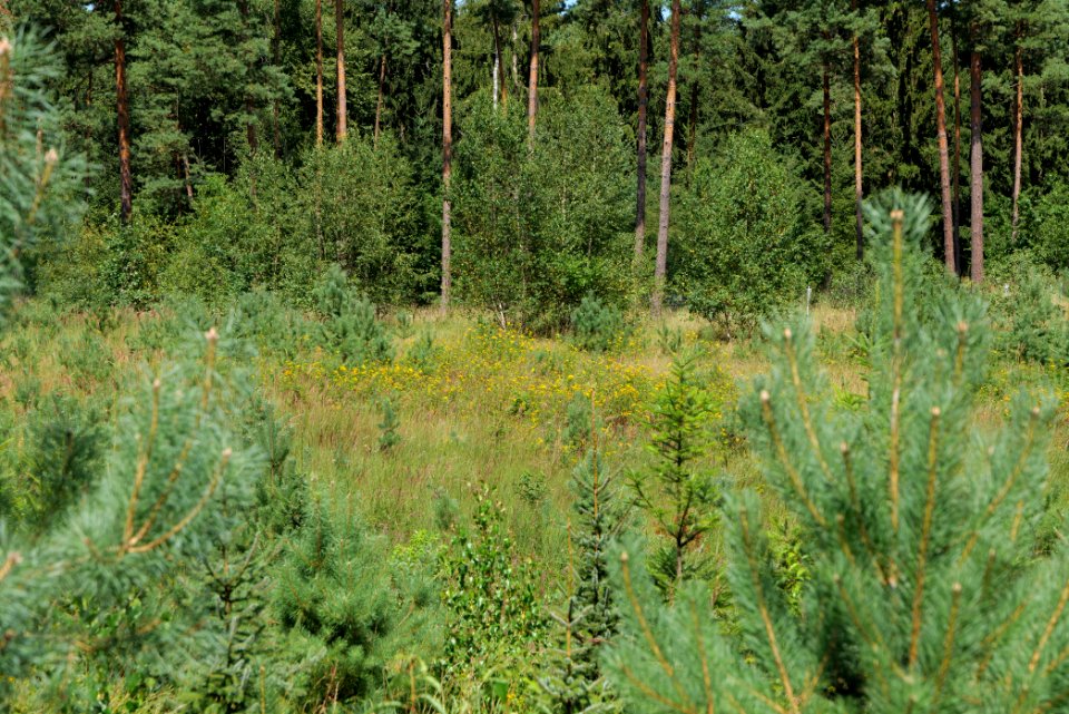 Strausberger Sander-, Os- und Barnimhanglandschaft 2020-08-05 58
