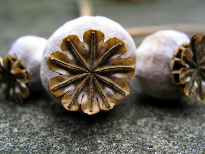 Poppy seeds seed pods nature