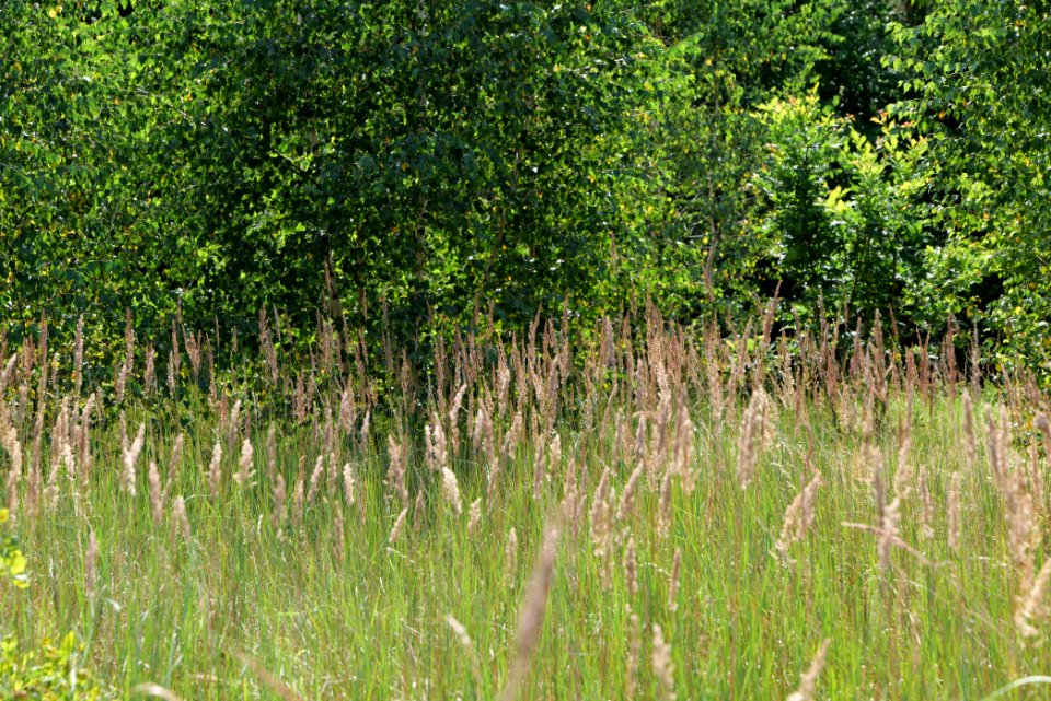 Strausberger Sander-, Os- und Barnimhanglandschaft 2020-08-05 27