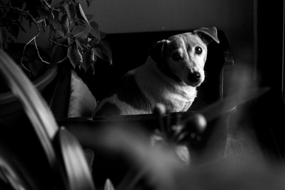 Animal domestic animal animals