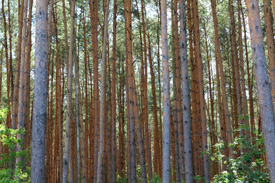 Strausberger Sander-, Os- und Barnimhanglandschaft 2020-08-05 42