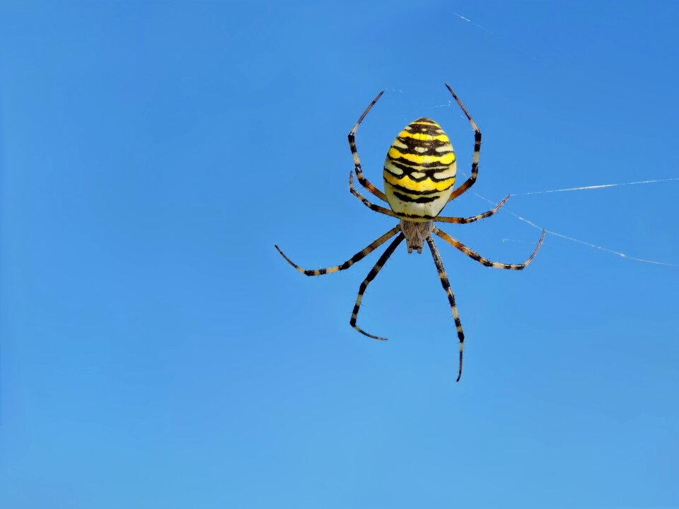 Zebraspinne wheel spider spider