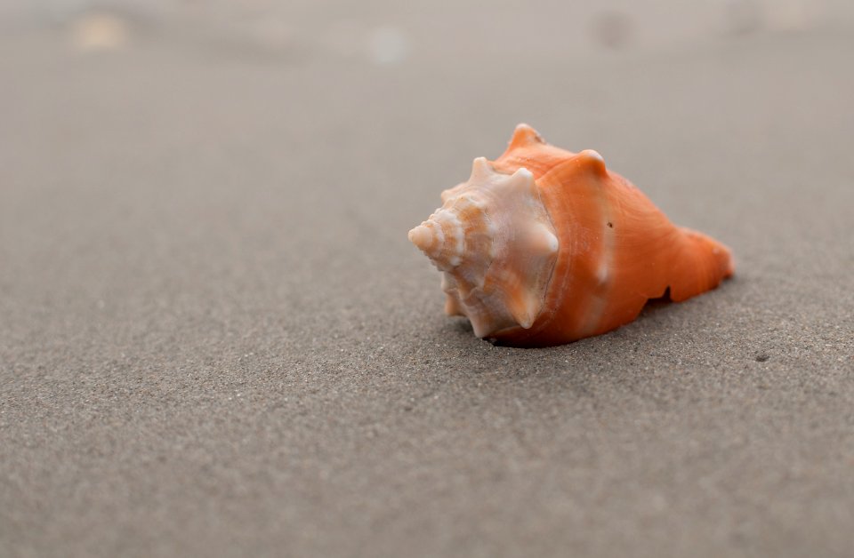 Strombus pugilis in Margarita Island