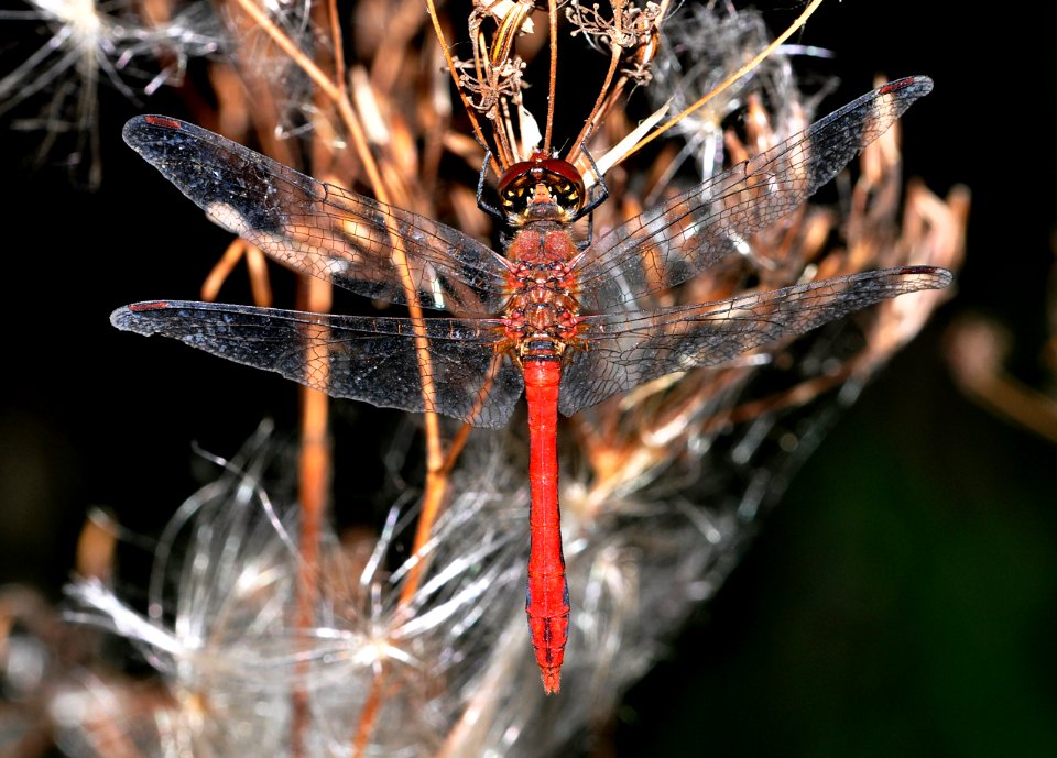 Sympetrum-Goettingen-03