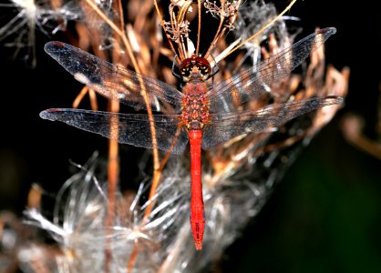 Sympetrum-Goettingen-03