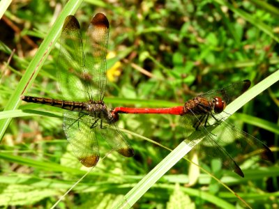 Sympetrum risi risi(Couple,Japan,2017.09.19)