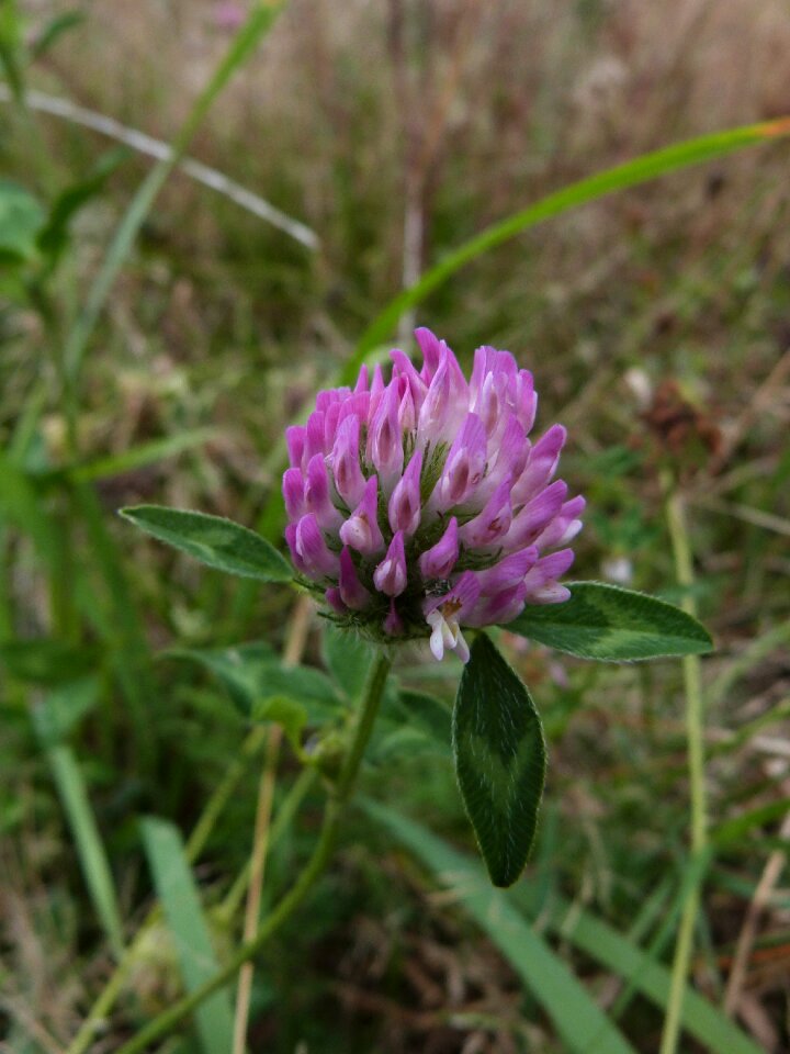 Clover field flower