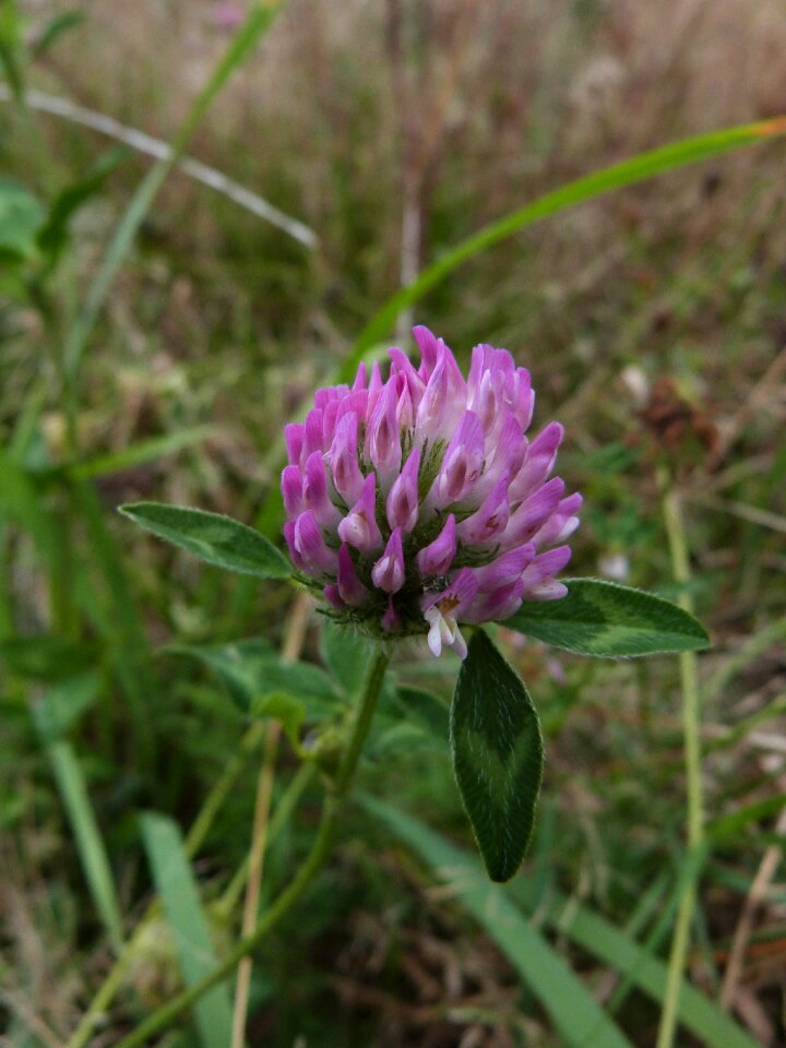 Clover field flower photo