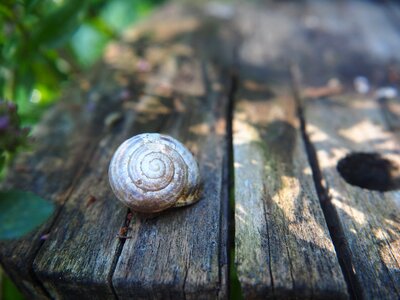 Nature casing wood