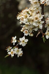 Nature branch hawthorn