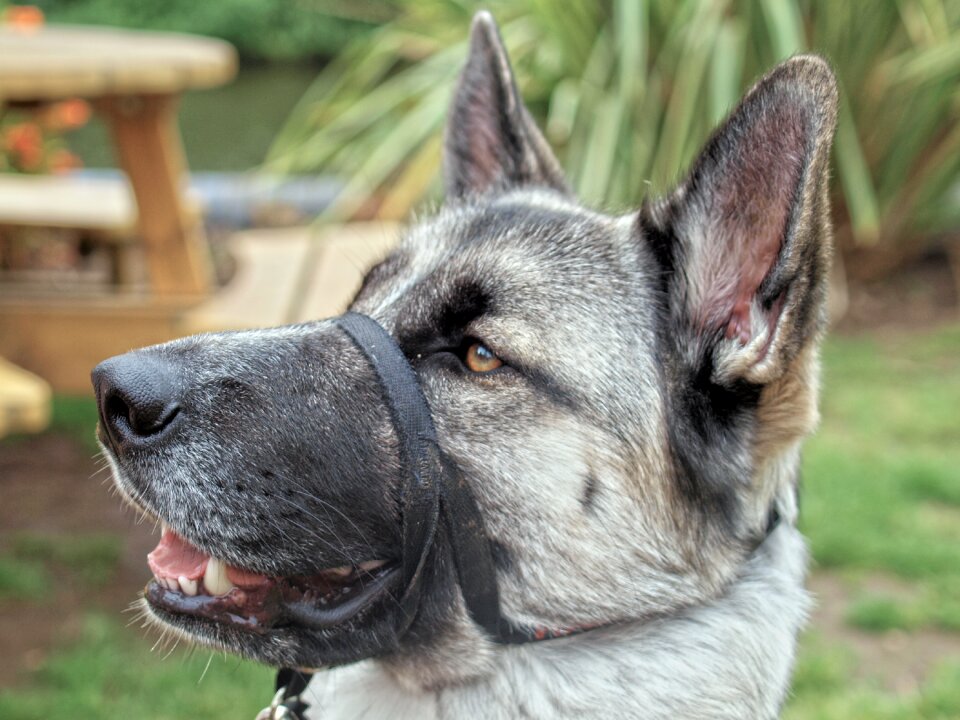 Alsatian pet animal