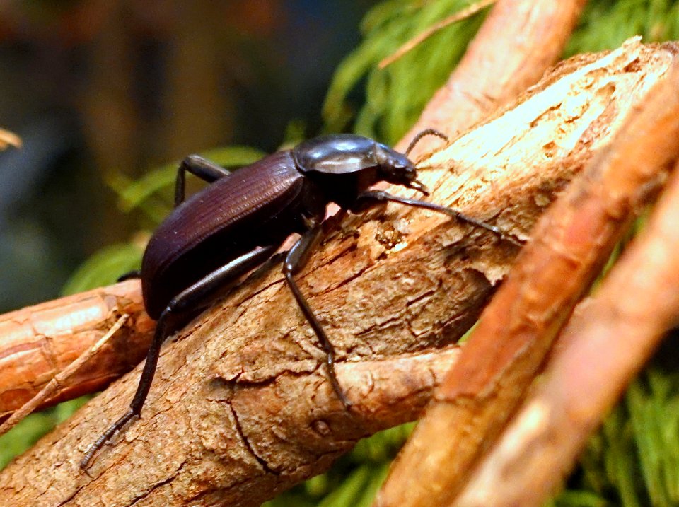 Tenebrionidae family - Insect Zoo - San Francisco Zoo - San Francisco, CA - DSC03492