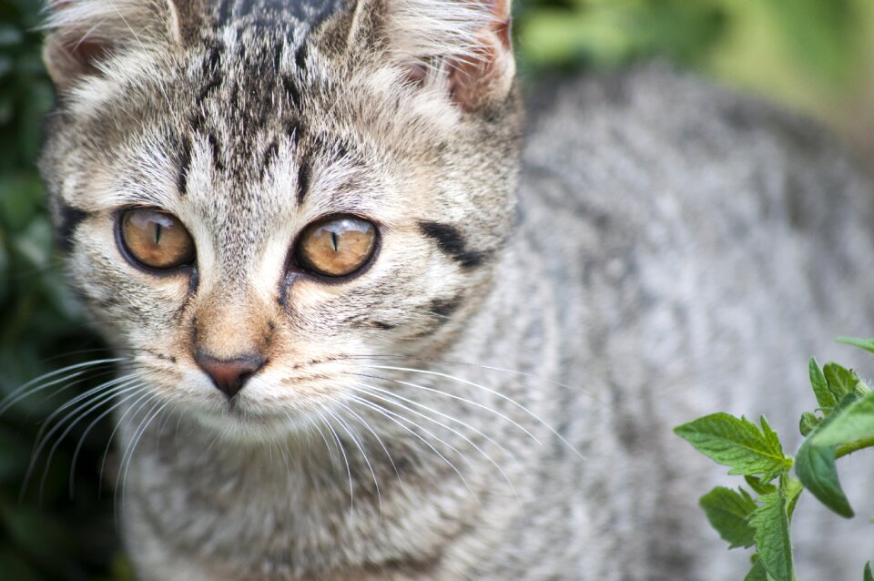 Eyes cat portrait cute