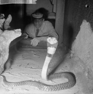 Spuwende Cobra in Artis, Bestanddeelnr 914-6371