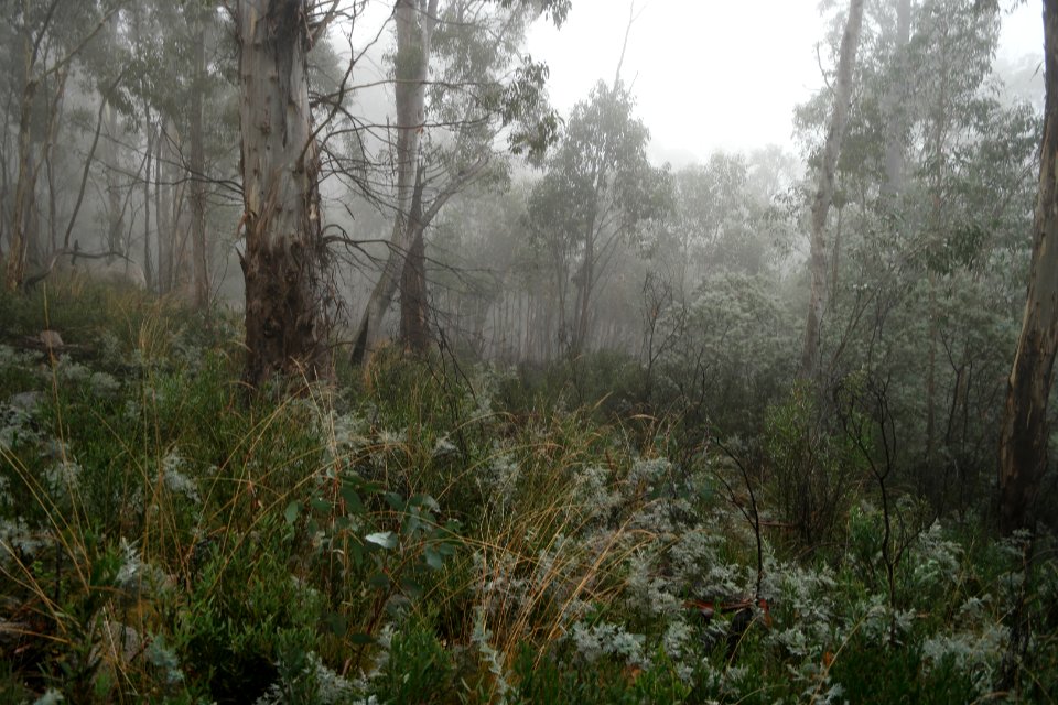 Square Rock Walking Track, Namadgi National Park 21